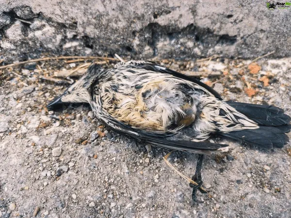 Dead Bird Removal Helensvale