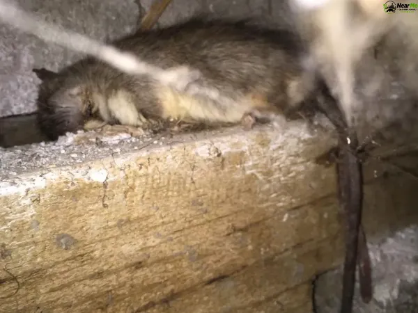 Dead Rat Removal Helensvale